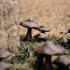 Hongos Jan Barboglio
