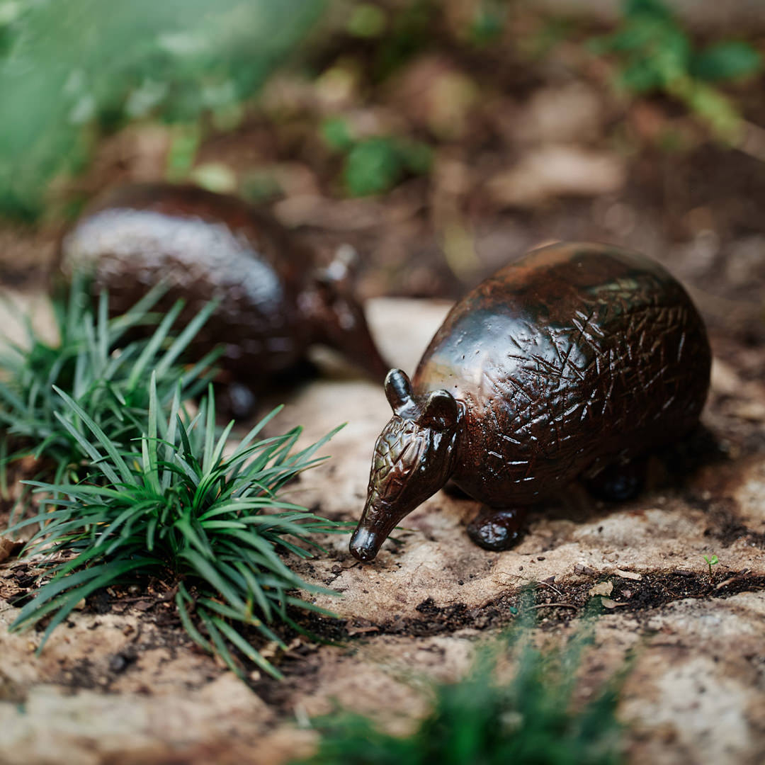 Armadillo Jan Barboglio
